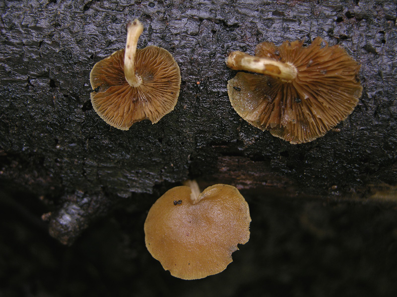 Simocybe sp.?